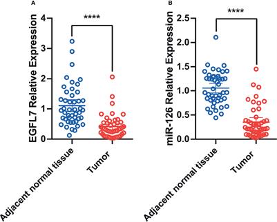 The Polymorphism and Expression of EGFL7 and miR-126 Are Associated With NSCLC Susceptibility